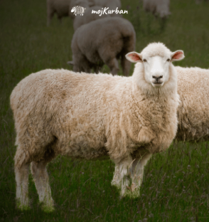 Kurban Afrika – kurban afrika, kurban kupovina, kurban donacija, kurban sadaka, kurban bajram