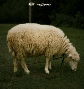 Kurban Azija – kurban azija, kurban kupovina, kurban donacija, kurban sadaka, kurban bajram