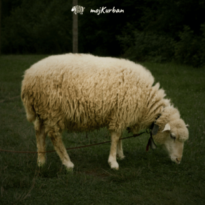 Kurban Azija – kurban azija, kurban kupovina, kurban donacija, kurban sadaka, kurban bajram