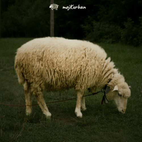 Kurban Azija – kurban azija, kurban kupovina, kurban donacija, kurban sadaka, kurban bajram