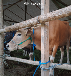 Udio u kravi – kurban azija, 1/7 krave, kurban kupovina, kurban sadaka, krava kurban