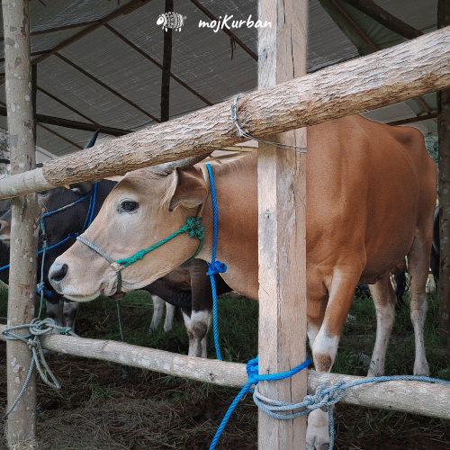 Udio u kravi – kurban azija, 1/7 krave, kurban kupovina, kurban sadaka, krava kurban