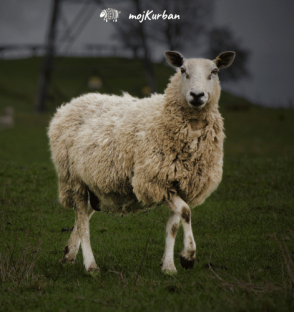Kurban Mekka – kurban sadaka, kurban prodaja, kurban kupovina, kurban donacija, kurban Bosna
