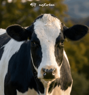 Kurban u Africi - mojkurban.ba