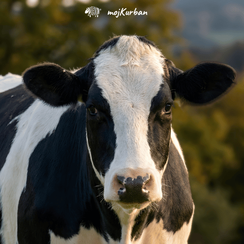 Kurban u Africi - mojkurban.ba