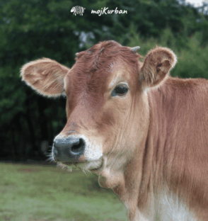 Kurban u Indoneziji - mojkurban.ba