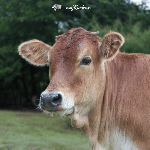 Kurban u Indoneziji - mojkurban.ba