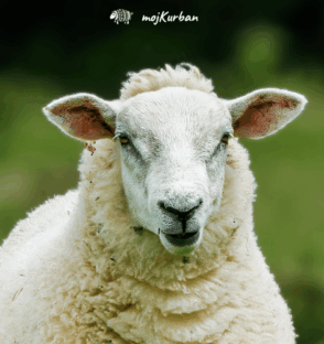 Kurban Bosna - Domaći kurbani uz šerijatski ispravno klanje i distribuciju