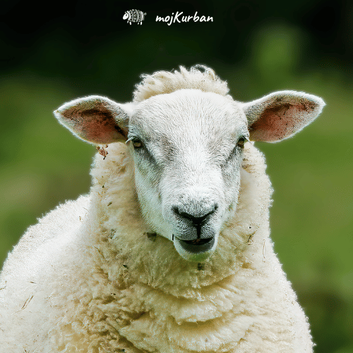 Kurban Bosna - Domaći kurbani uz šerijatski ispravno klanje i distribuciju