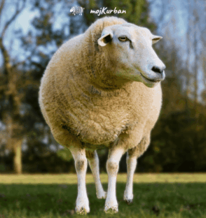 Kurban u Indoneziji - mojkurban.ba