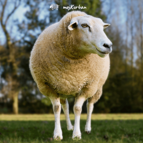 Kurban u Indoneziji - mojkurban.ba